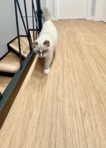 Panele winylowe Quick-Step Balance Click 40333 dąb select naturalny